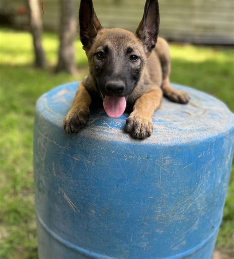 belgian malinois for sale in dallas texas